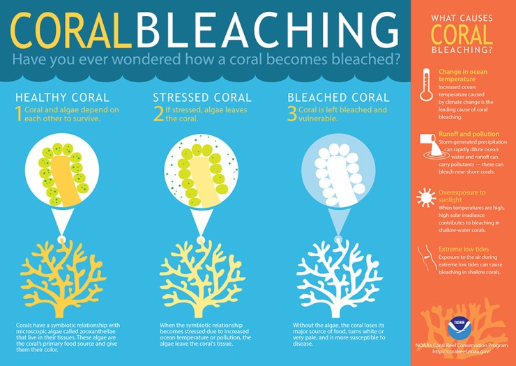 coral infographic